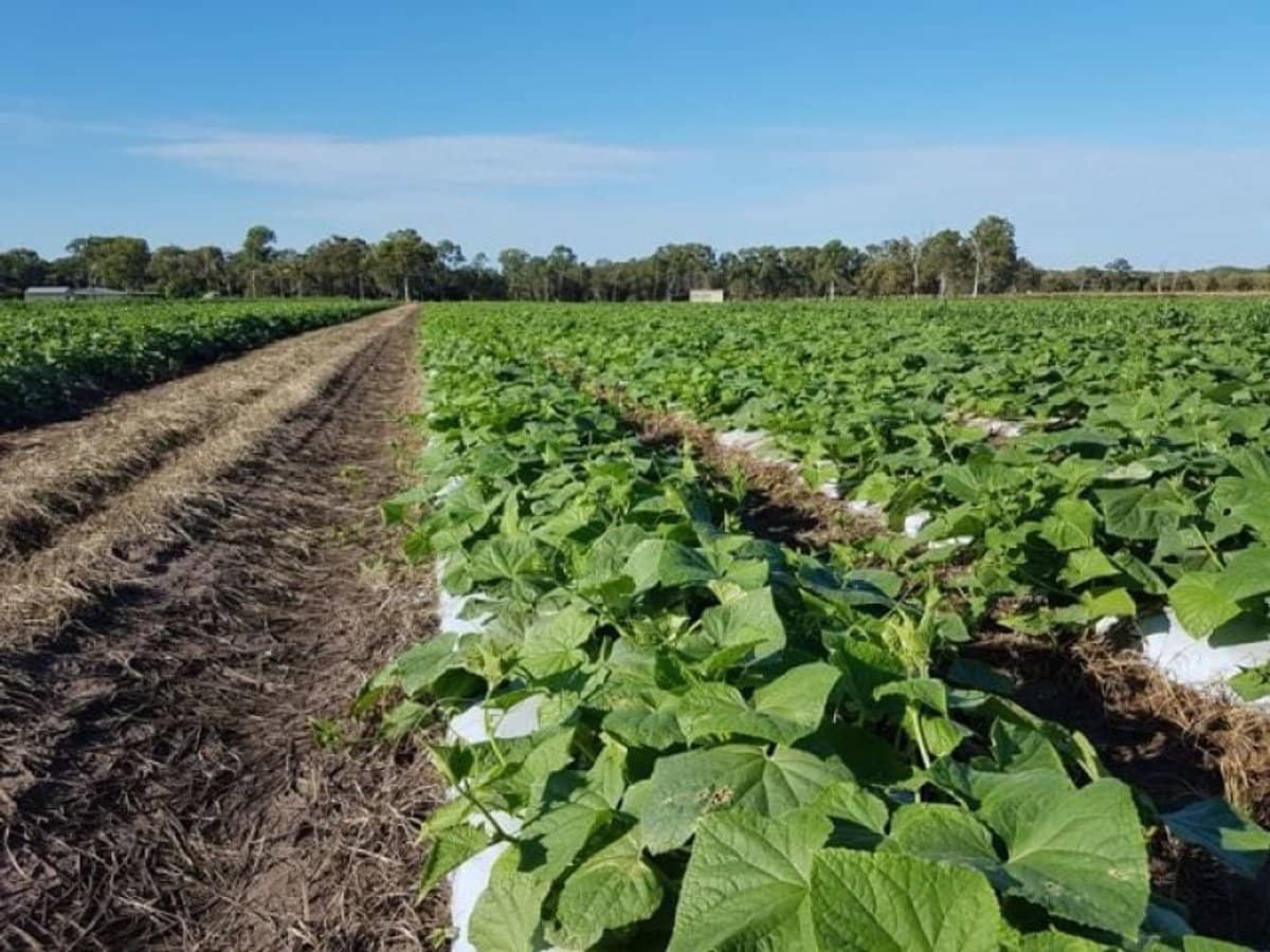 190 Riverview Road, Calavos - Thumbnail 14