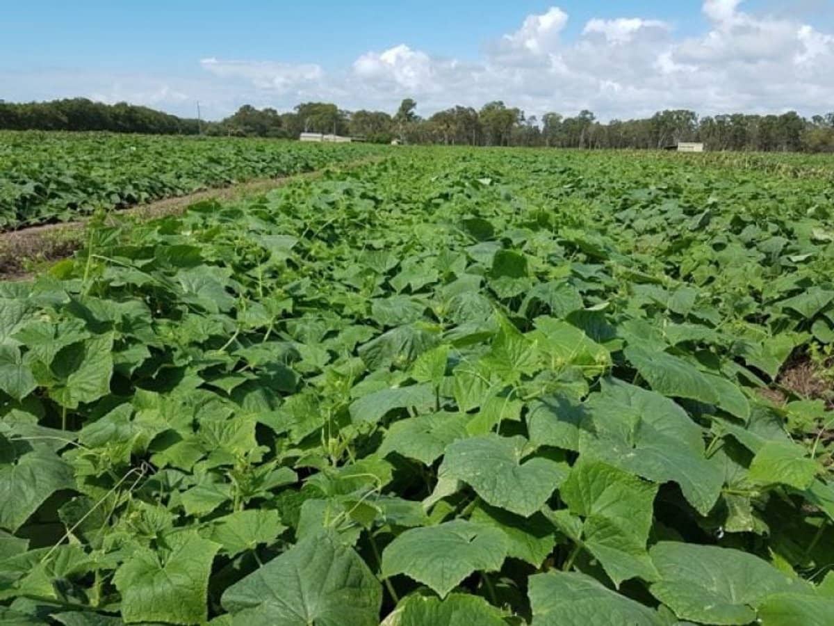 190 Riverview Road, Calavos - Thumbnail 15