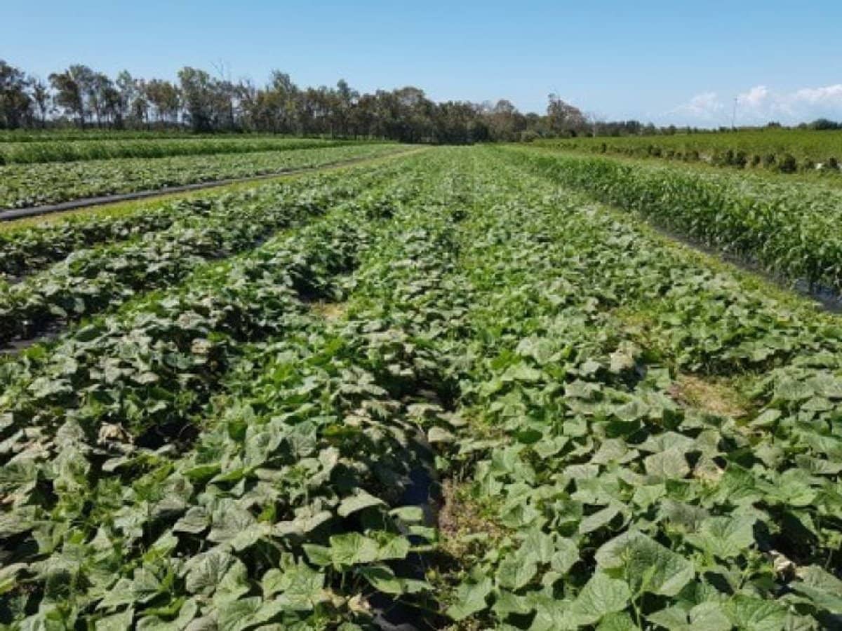 190 Riverview Road, Calavos - Thumbnail 16