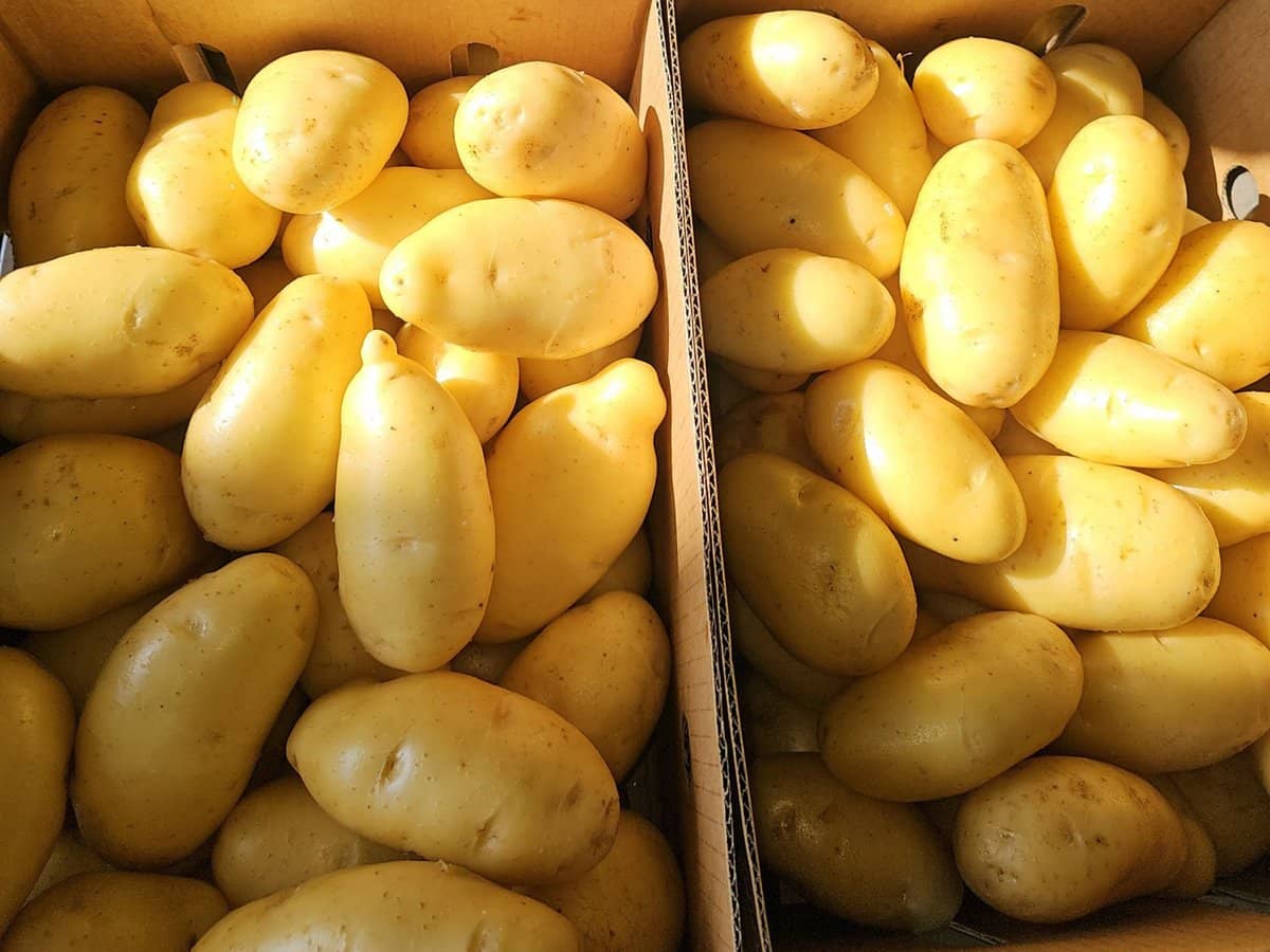 190 Riverview Road, Calavos - Thumbnail 19