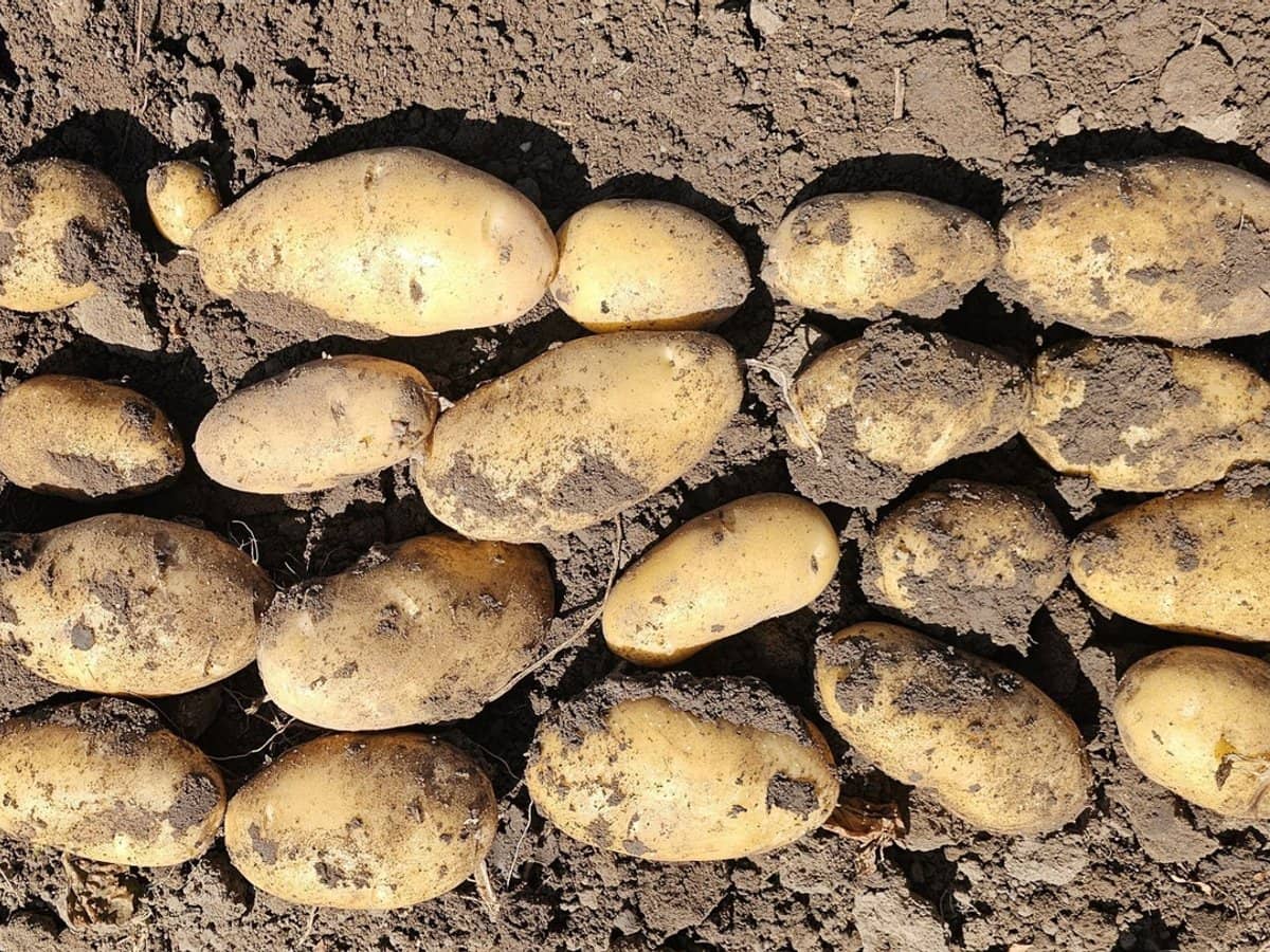 190 Riverview Road, Calavos - Thumbnail 20