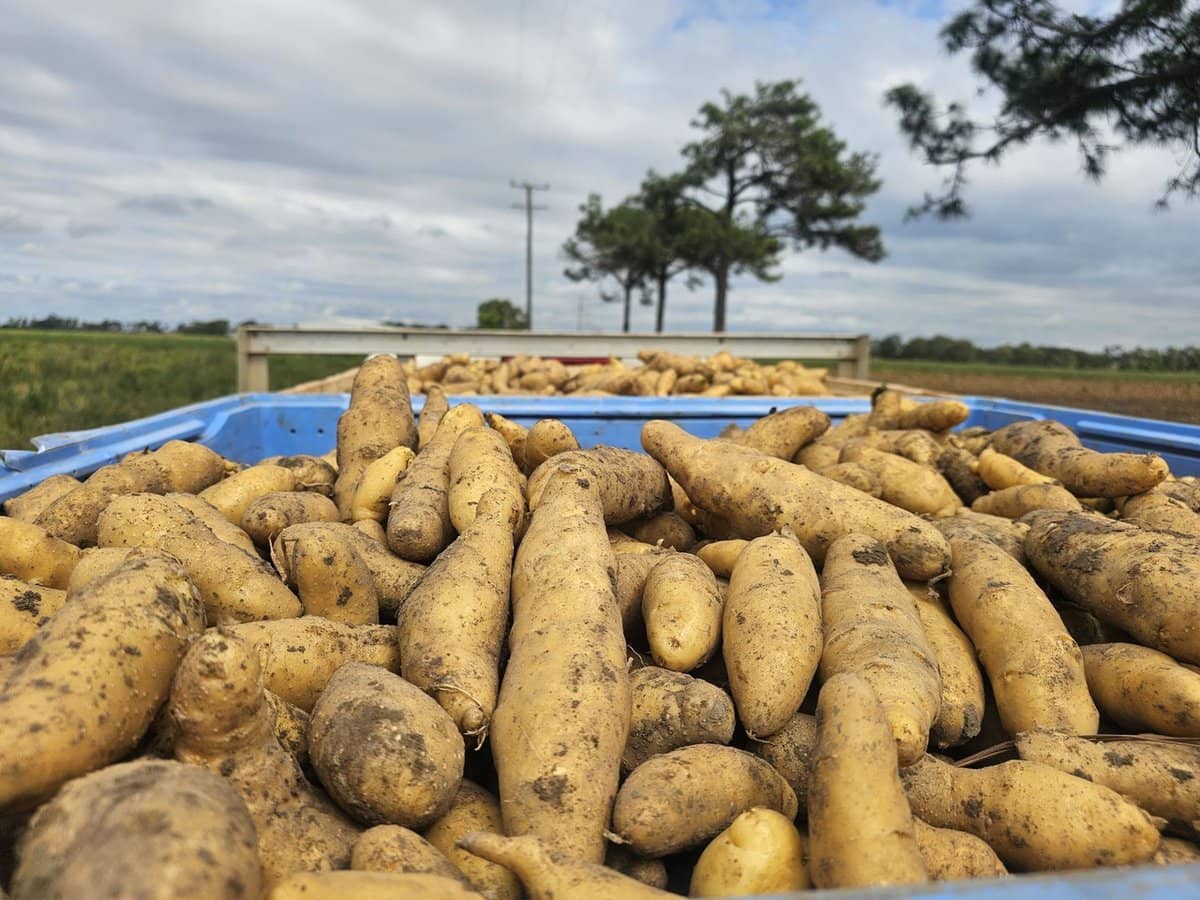 190 Riverview Road, Calavos - Thumbnail 21