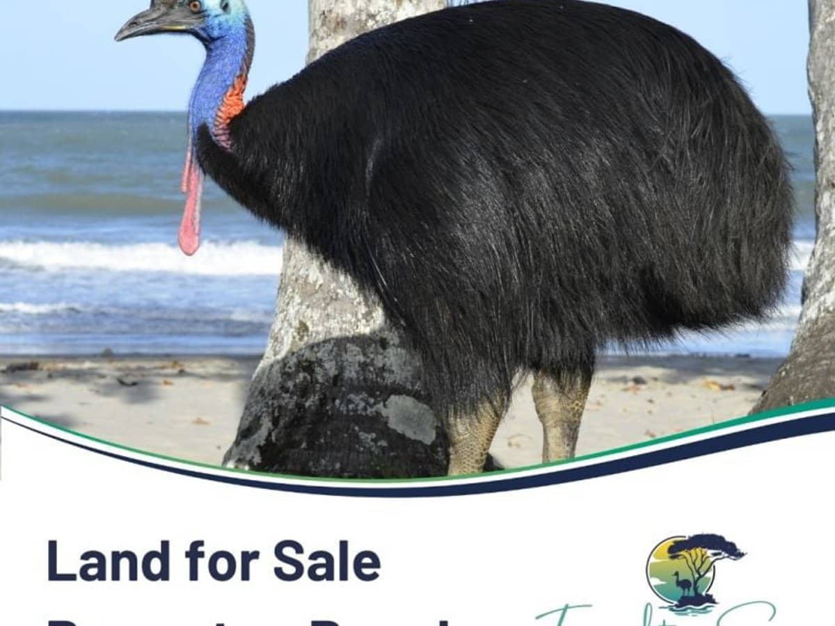 11 Armanasco Road, Bramston Beach - Thumbnail 21