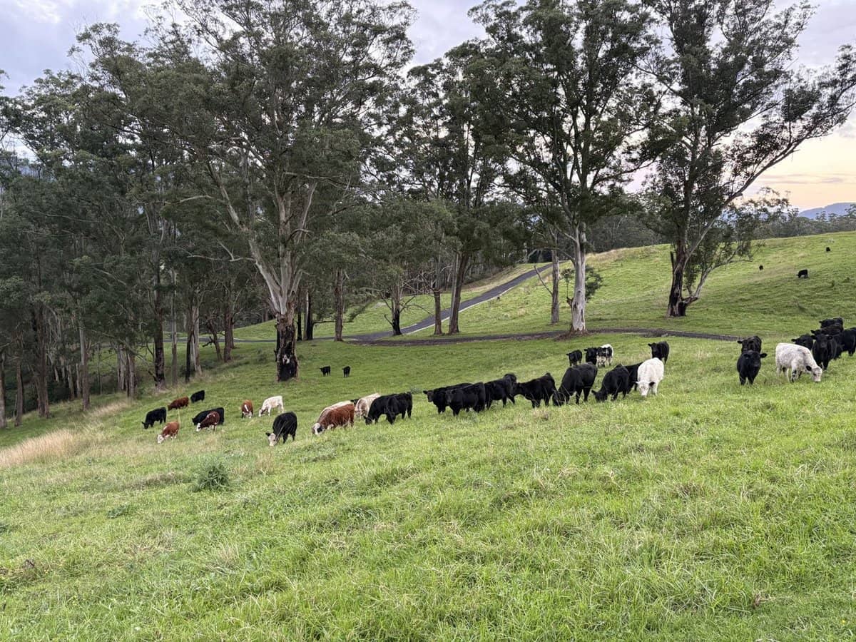 2393 Moss Vale Road, Kangaroo Valley - Thumbnail 14