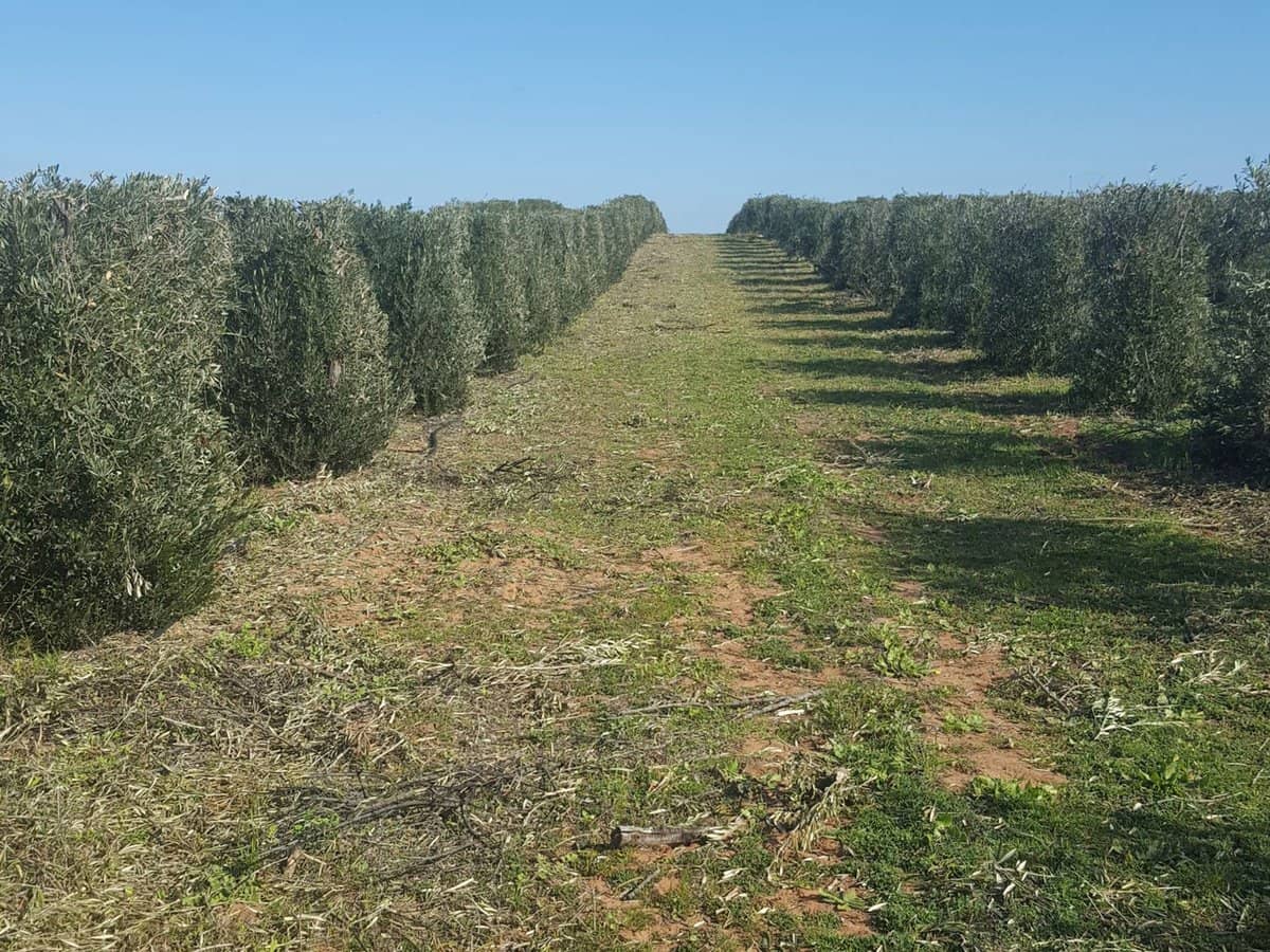 71 Kyola Road, Coleambally - Thumbnail 2