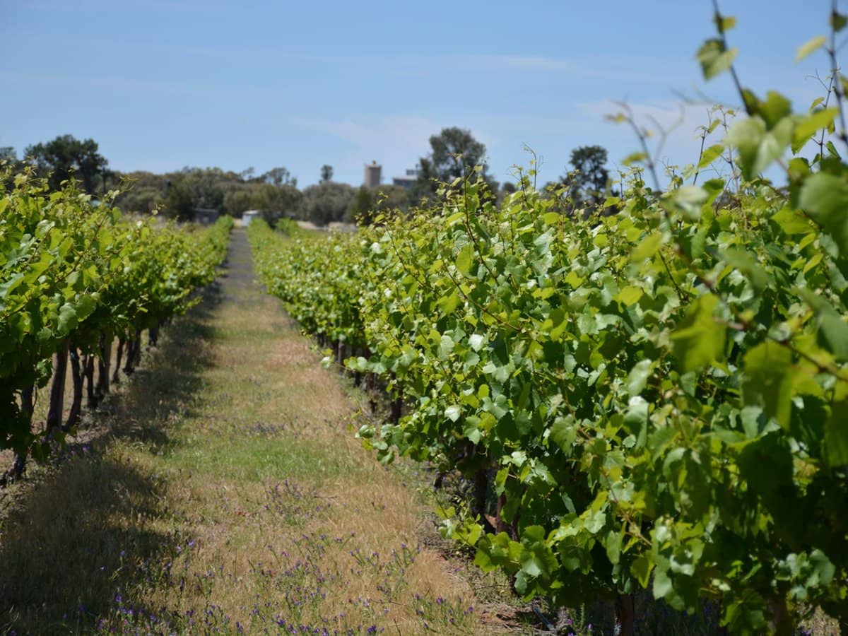 71 Kyola Road, Coleambally - Thumbnail 3