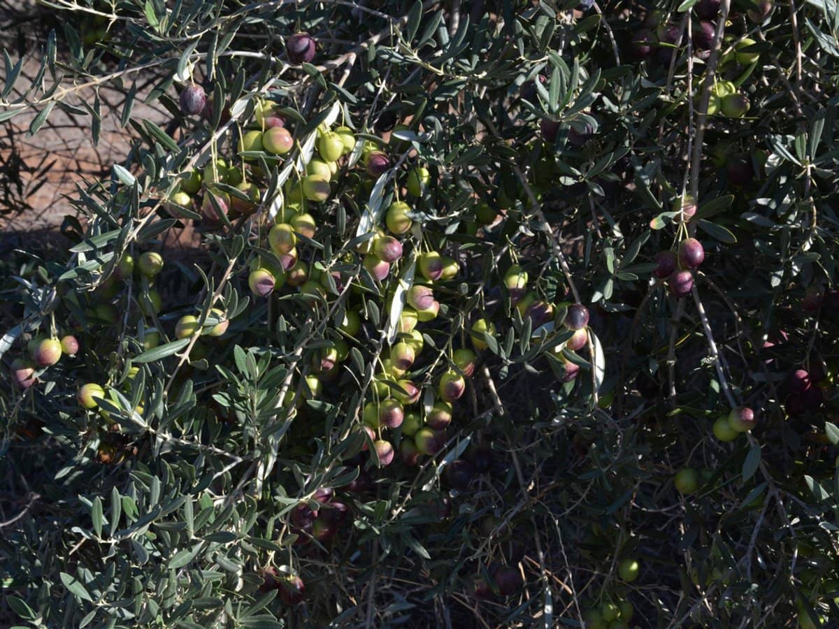 71 Kyola Road, Coleambally - Thumbnail 4