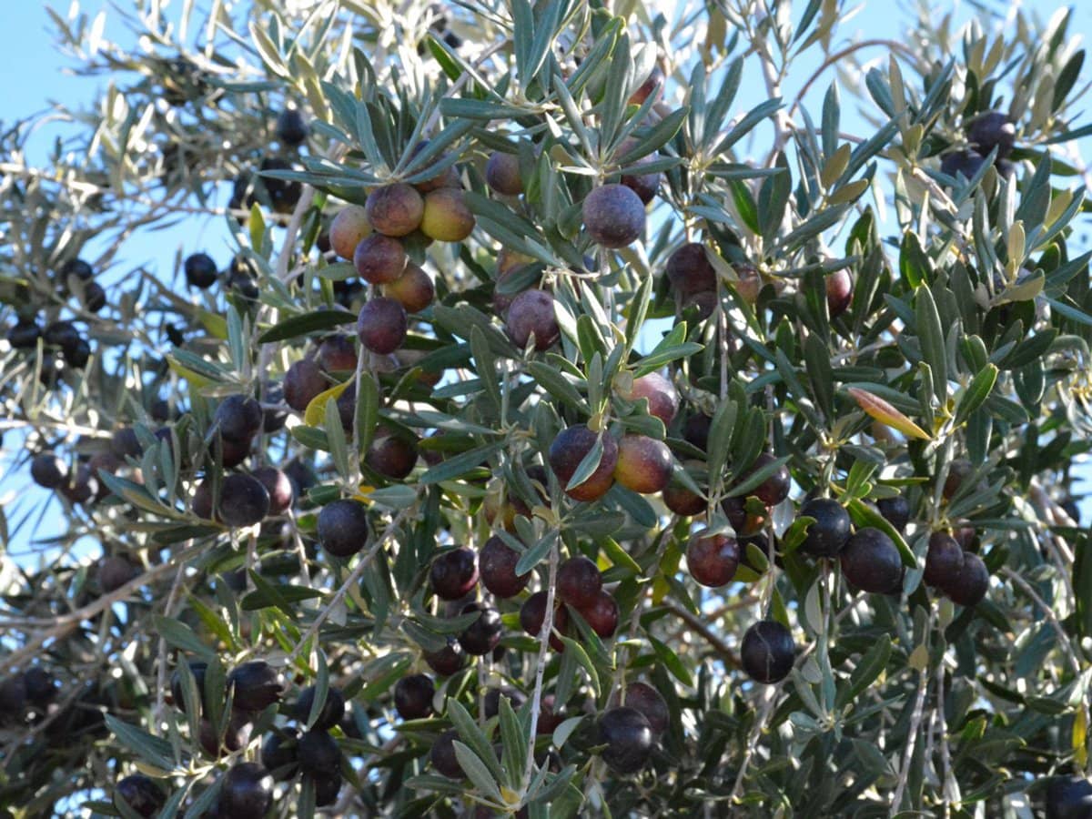 71 Kyola Road, Coleambally - Thumbnail 5