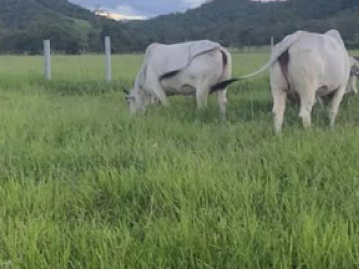 104 Mount Ossa Seaforth Road, Mount Ossa - Thumbnail 4