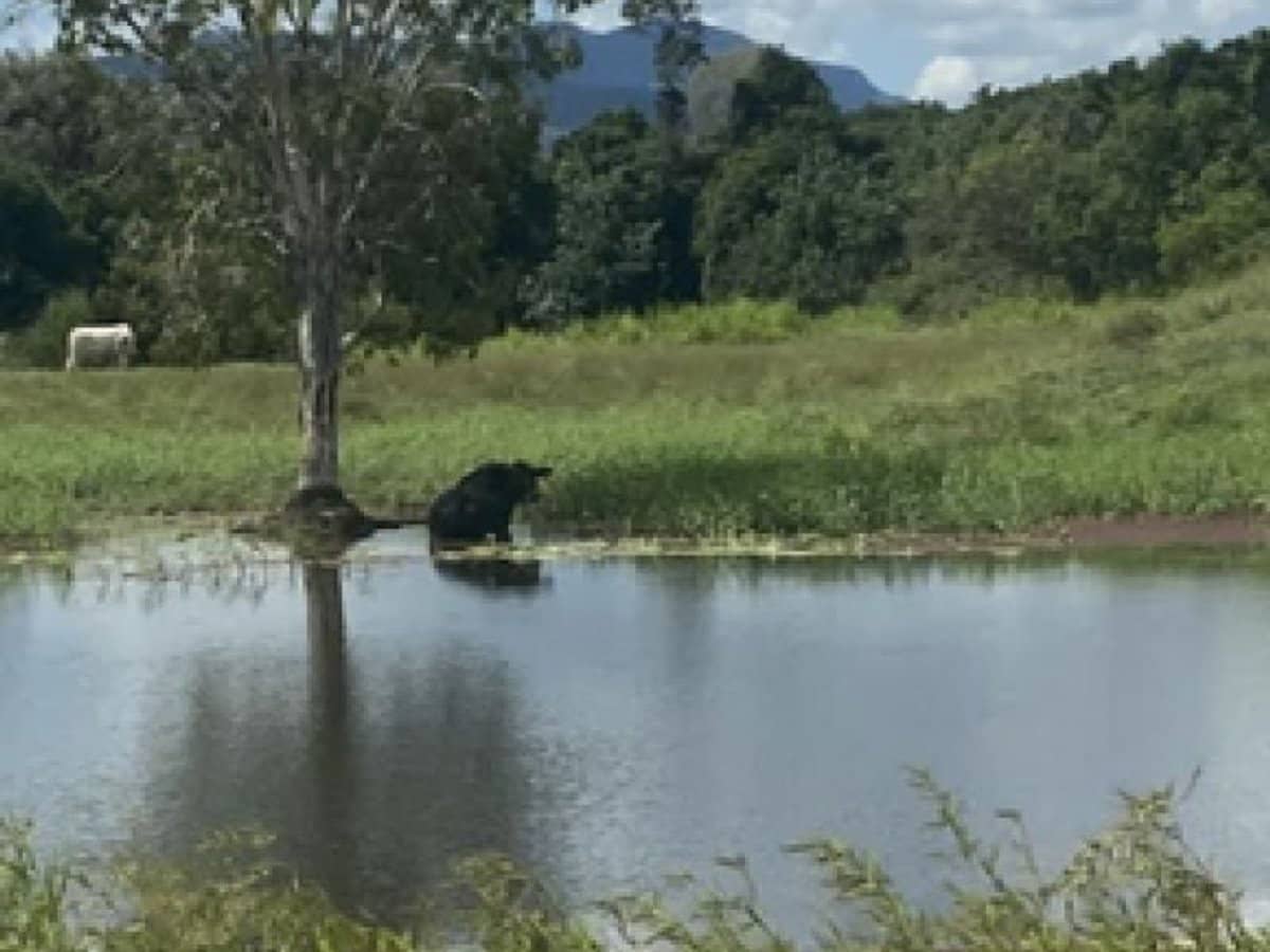 104 Mount Ossa Seaforth Road, Mount Ossa - Thumbnail 6