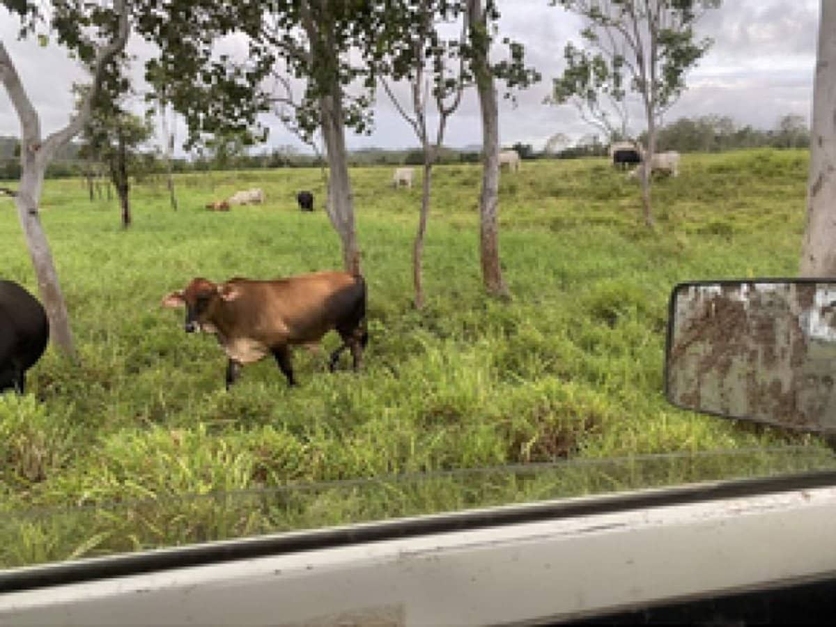 104 Mount Ossa Seaforth Road, Mount Ossa - Thumbnail 12