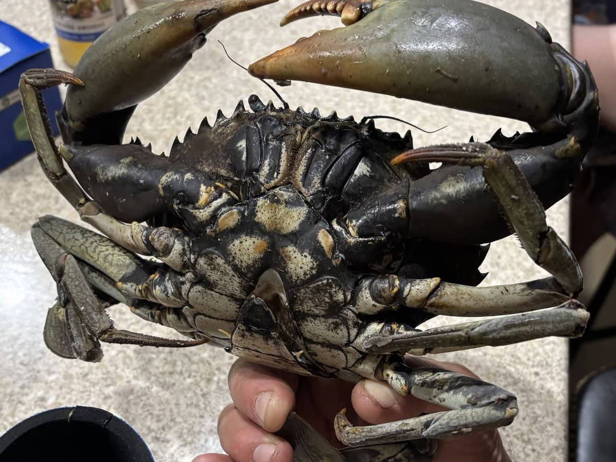 104 Mount Ossa Seaforth Road, Mount Ossa - Thumbnail 16