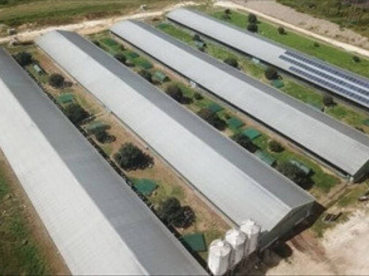 248 Waratah Road, Mangrove Mountain - Thumbnail 15