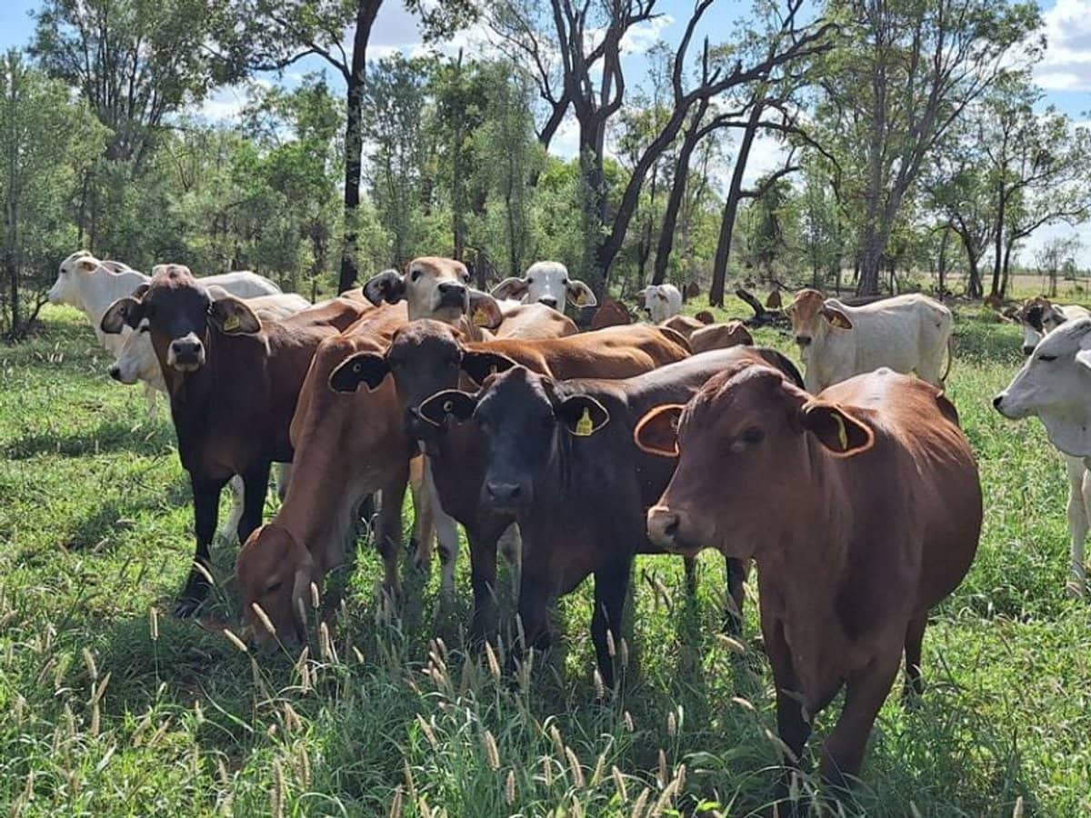 6743 Dunrobin Road, Jericho - Thumbnail 10