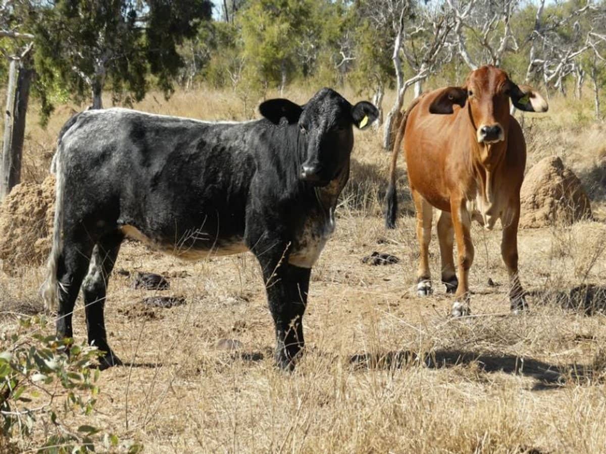 6743 Dunrobin Road, Jericho - Thumbnail 24