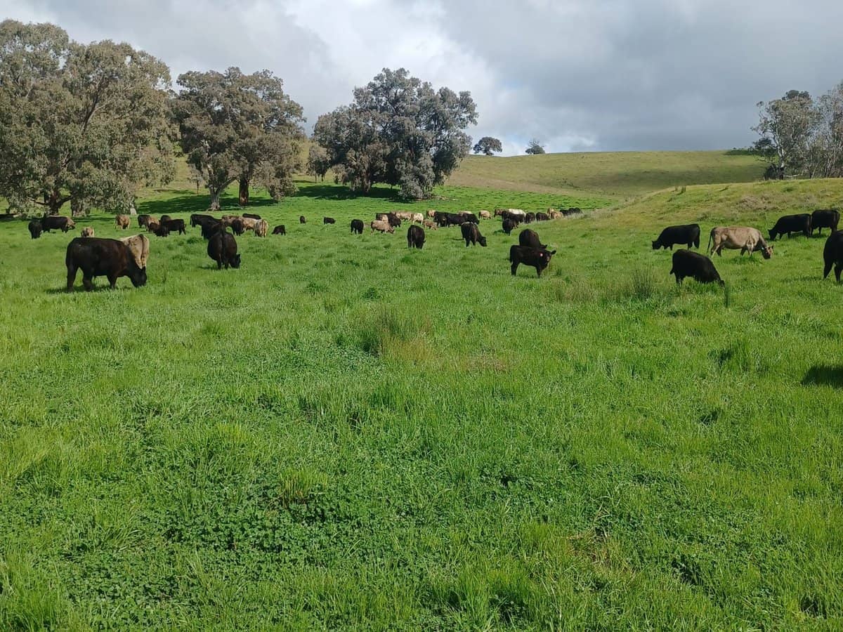 3924 Hume Highway, Tarcutta - Thumbnail 1