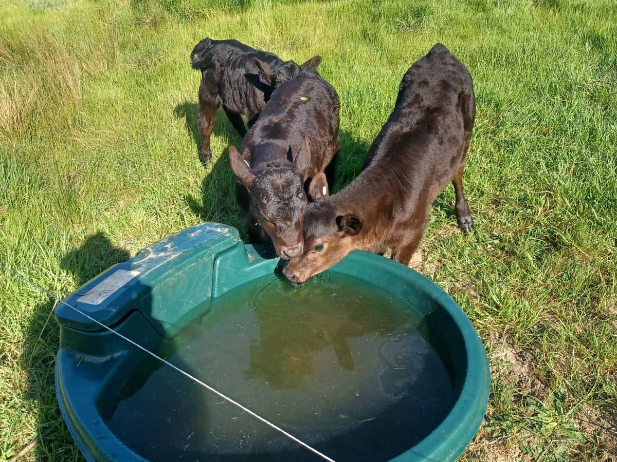 3924 Hume Highway, Tarcutta - Thumbnail 3