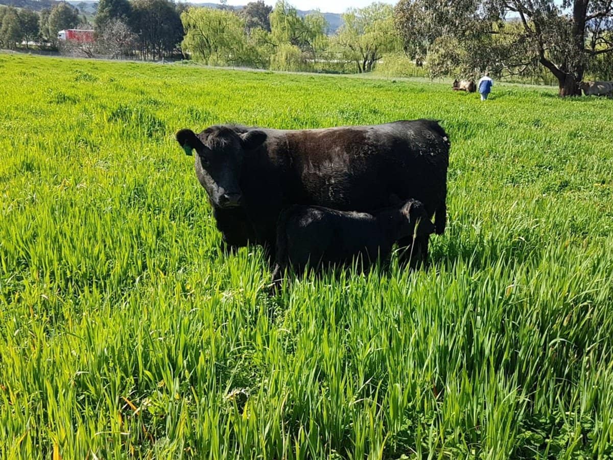 3924 Hume Highway, Tarcutta - Thumbnail 7