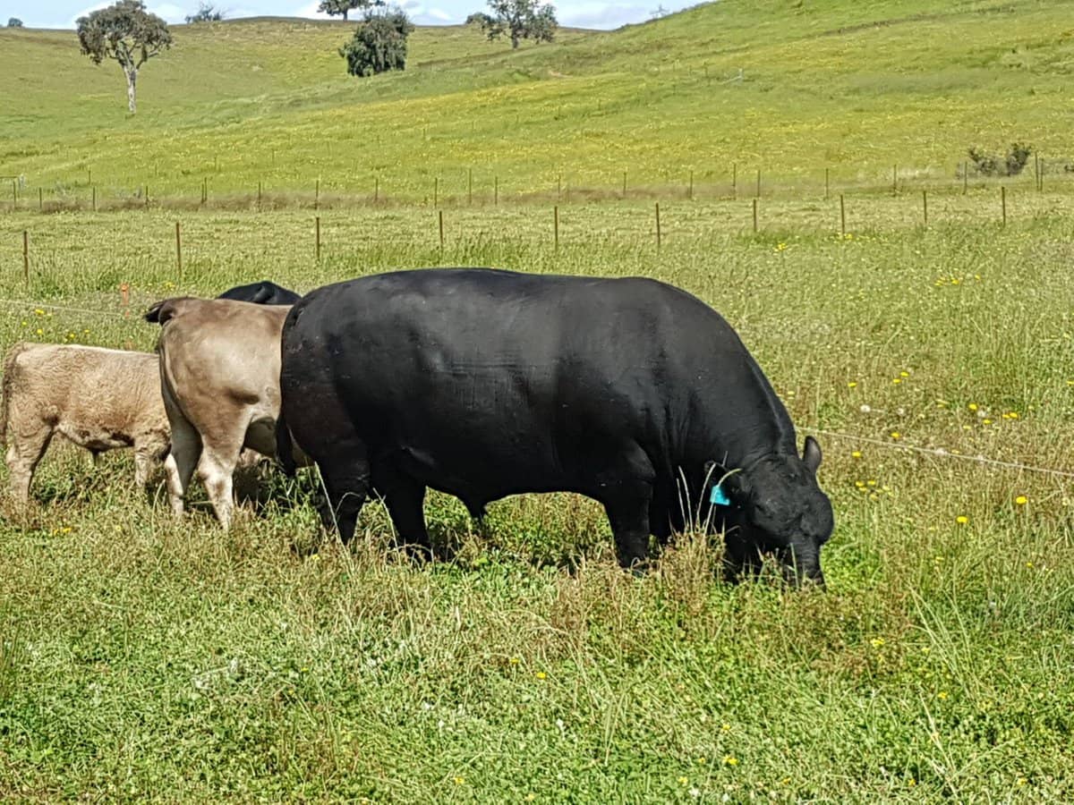 3924 Hume Highway, Tarcutta - Thumbnail 8