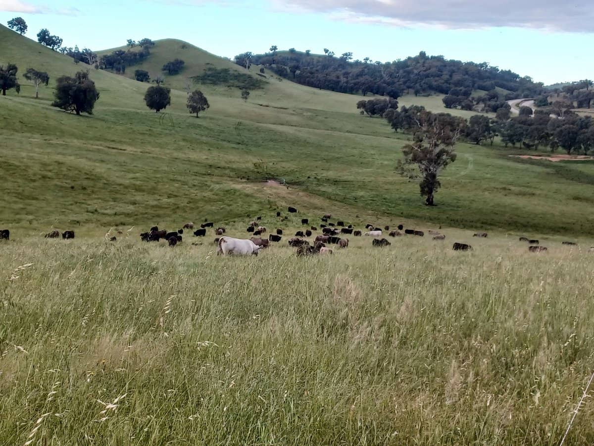 3924 Hume Highway, Tarcutta - Thumbnail 10