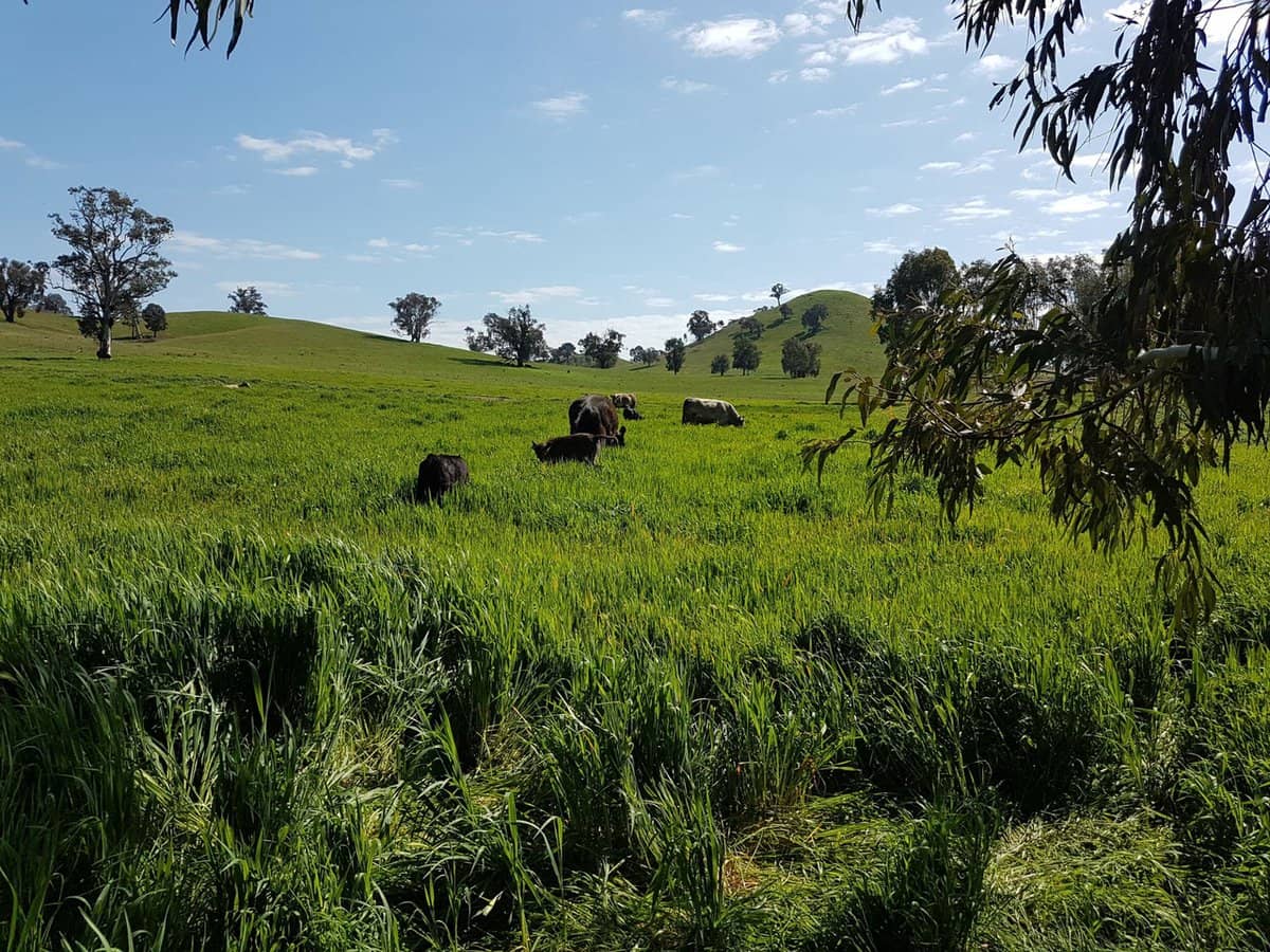 3924 Hume Highway, Tarcutta - Thumbnail 11