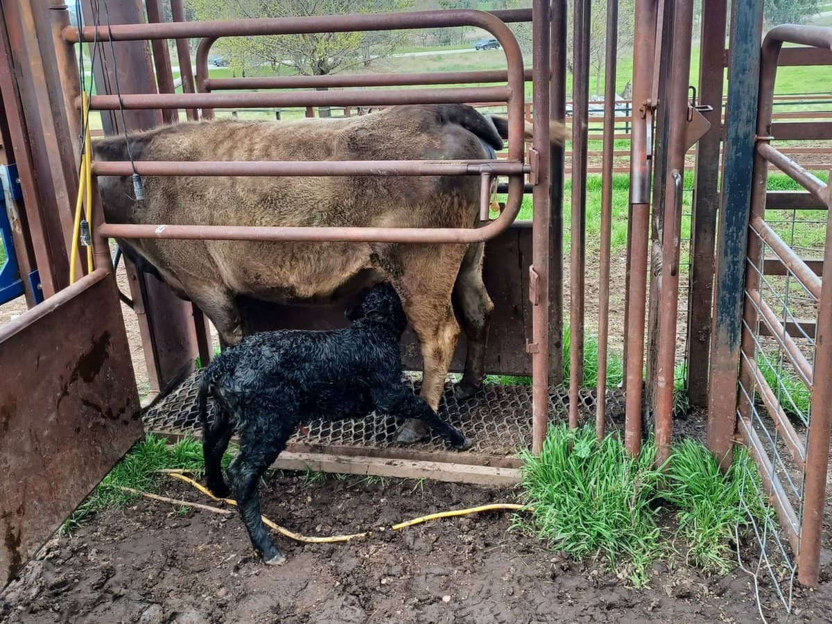 3924 Hume Highway, Tarcutta - Thumbnail 12