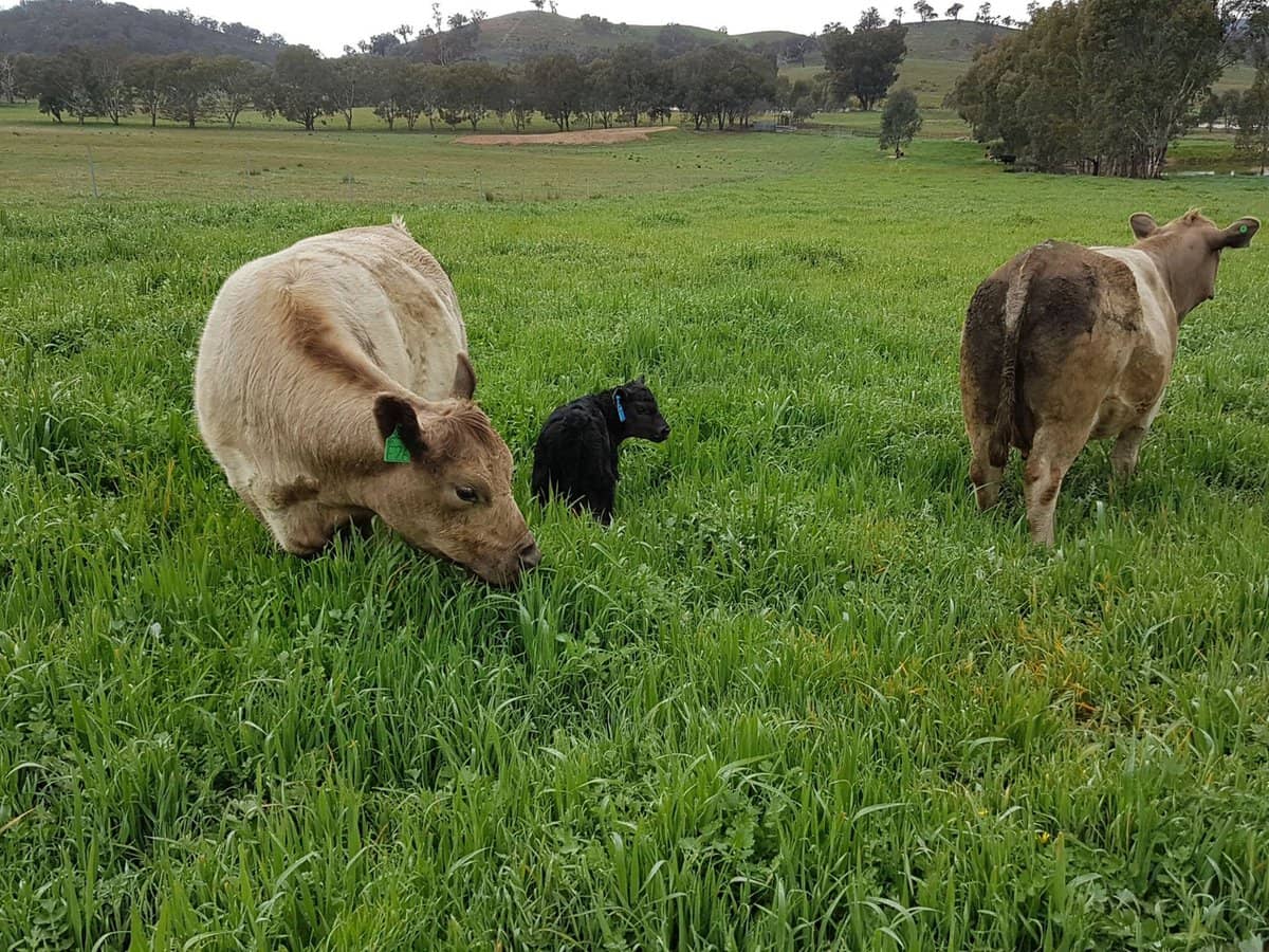 3924 Hume Highway, Tarcutta - Thumbnail 25