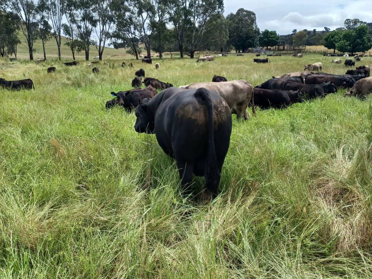 3924 Hume Highway, Tarcutta - Thumbnail 26