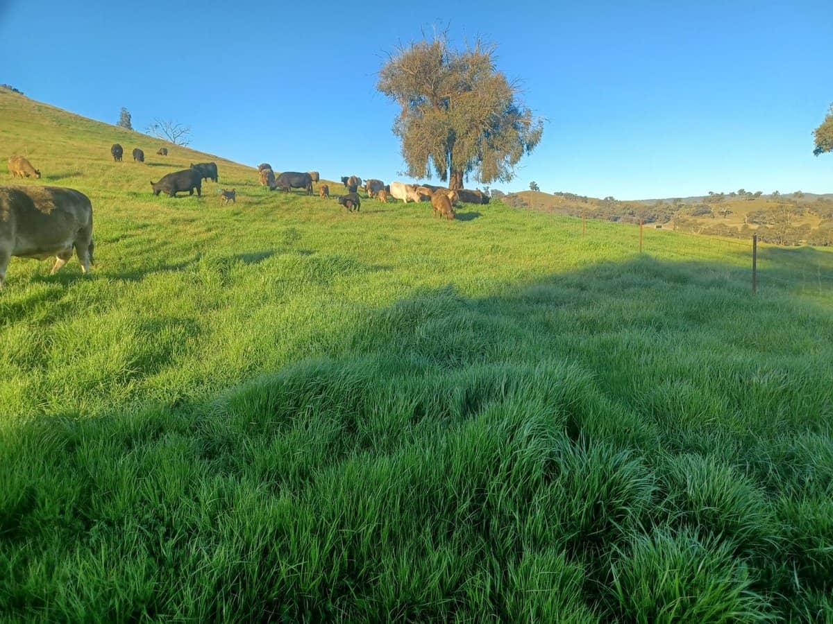 3924 Hume Highway, Tarcutta - Thumbnail 27