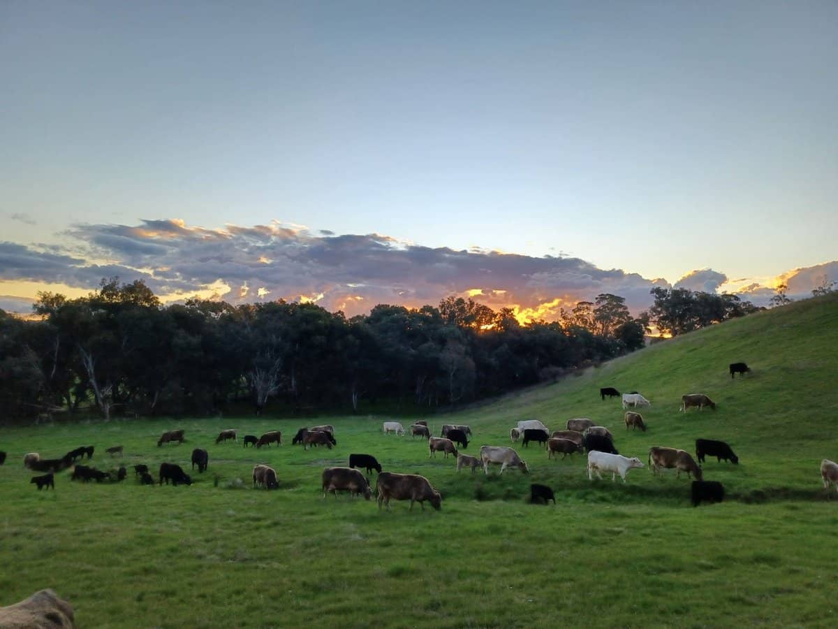 3924 Hume Highway, Tarcutta - Thumbnail 28