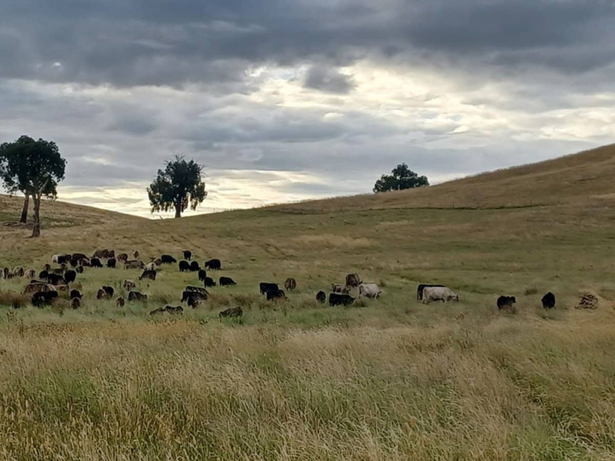 3924 Hume Highway, Tarcutta - Thumbnail 32