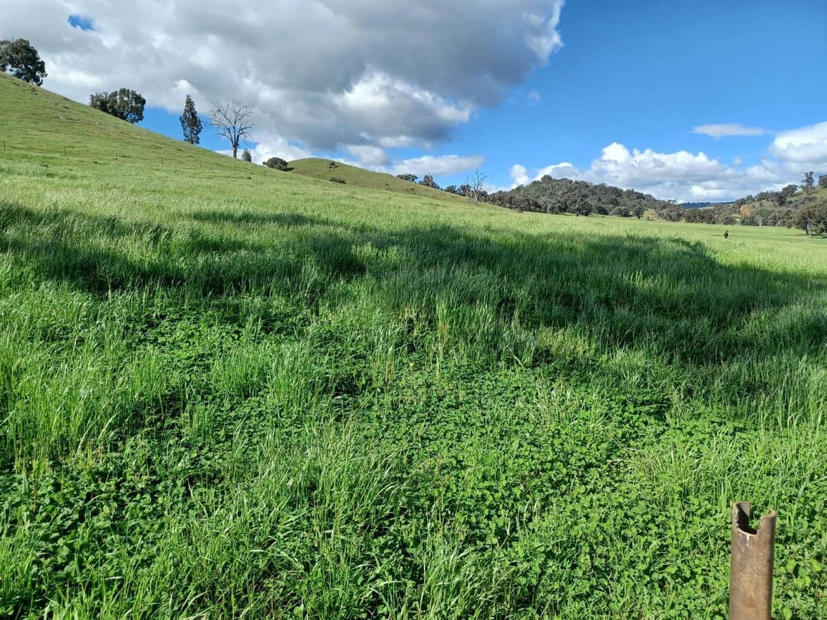 3924 Hume Highway, Tarcutta - Thumbnail 34