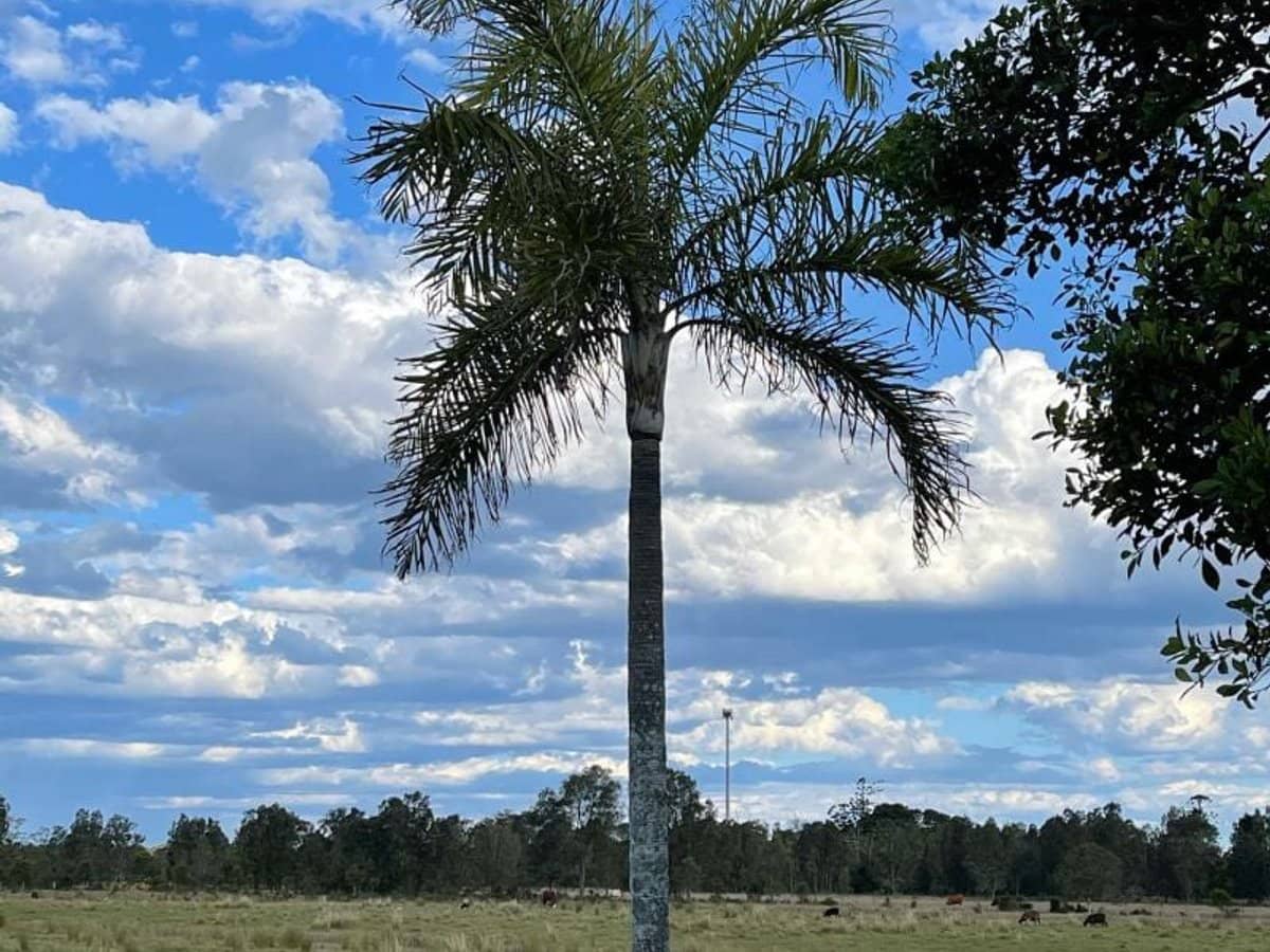 Lot 176 Dodds Road, Chinderah - Thumbnail 1