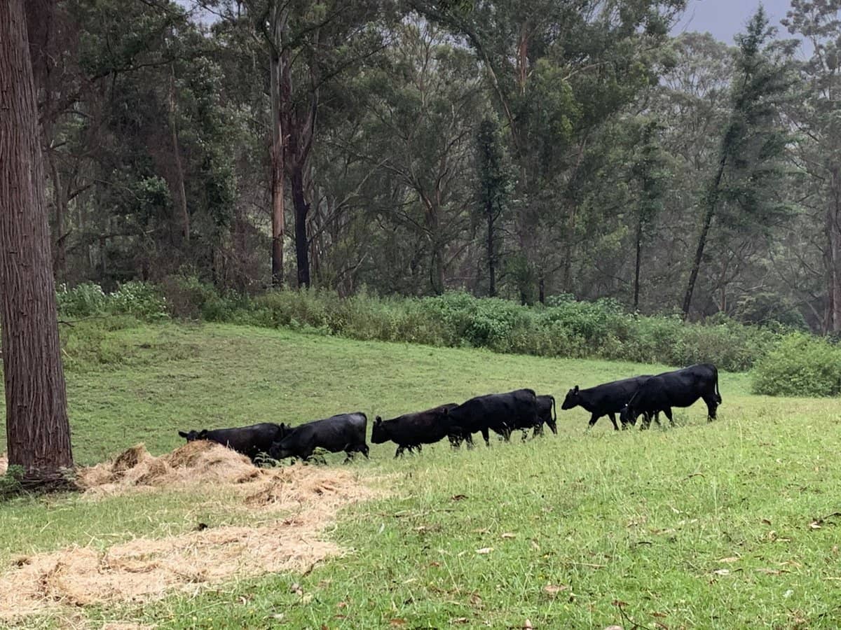 65d Marden Lane, Kangaroo Valley - Thumbnail 31