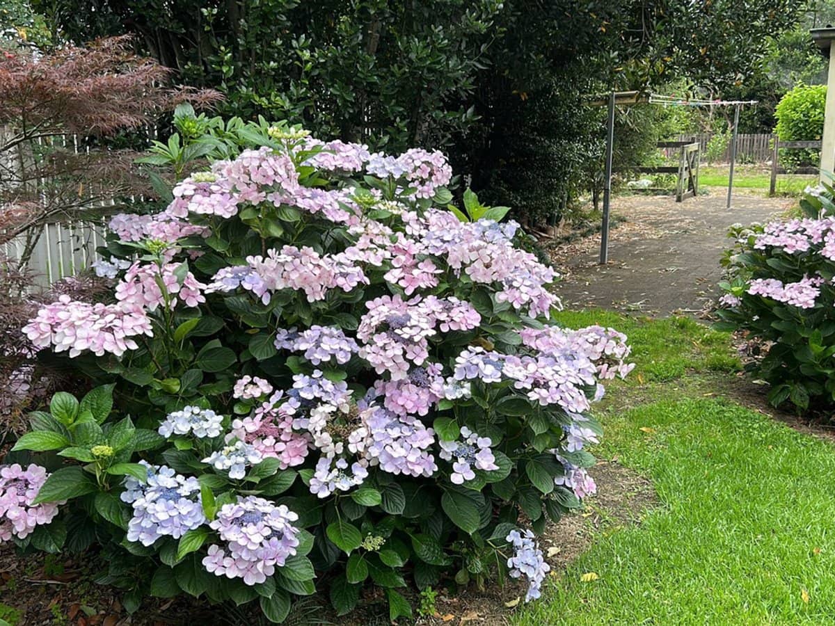 6 Holme Street, Terara - Thumbnail 24