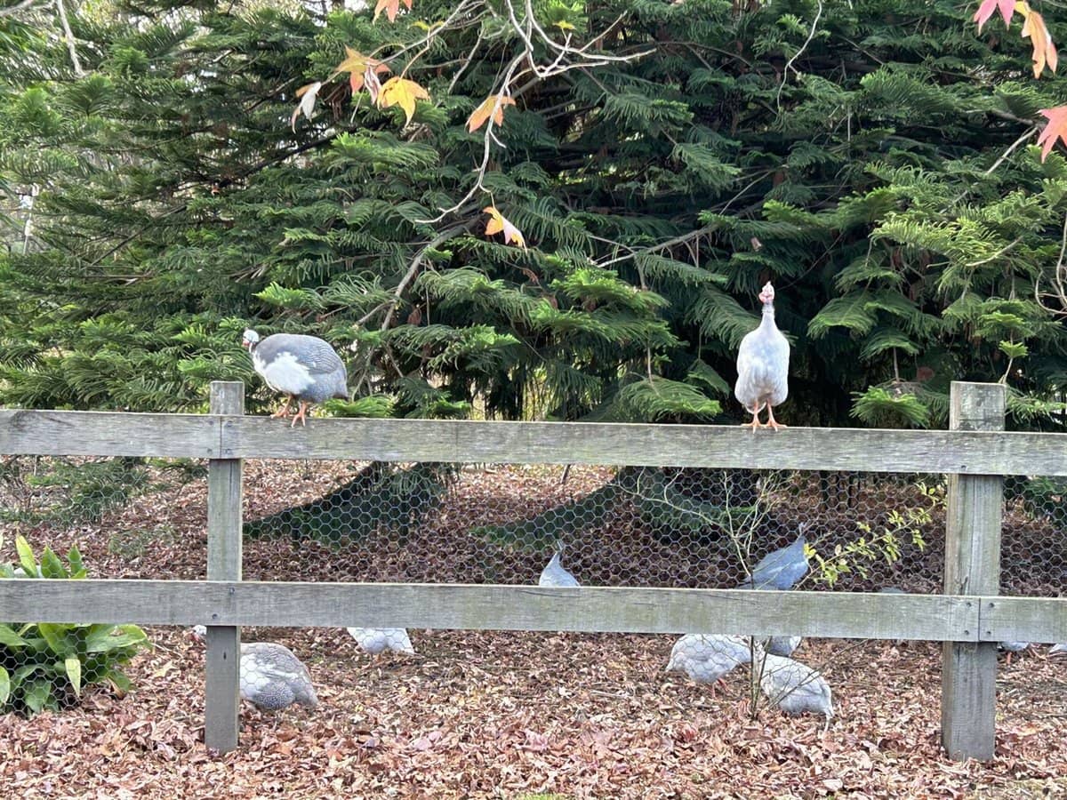 6 Holme Street, Terara - Thumbnail 27