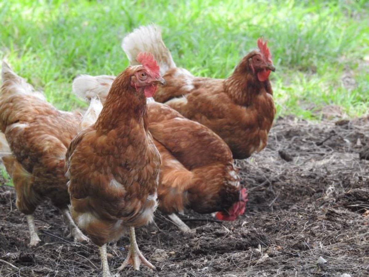 6 Holme Street, Terara - Thumbnail 28