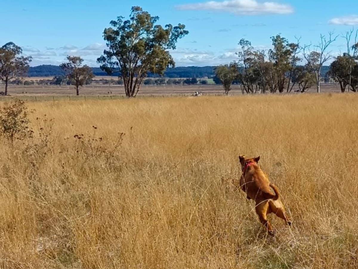 14317 Golden Highway, Dunedoo - Thumbnail 2