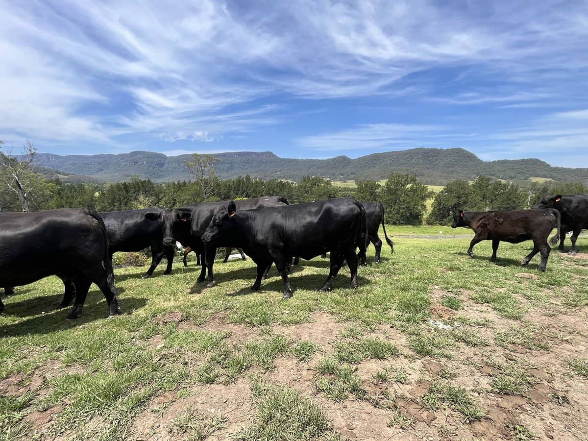 2319 Moss Vale Road, Kangaroo Valley - Thumbnail 28