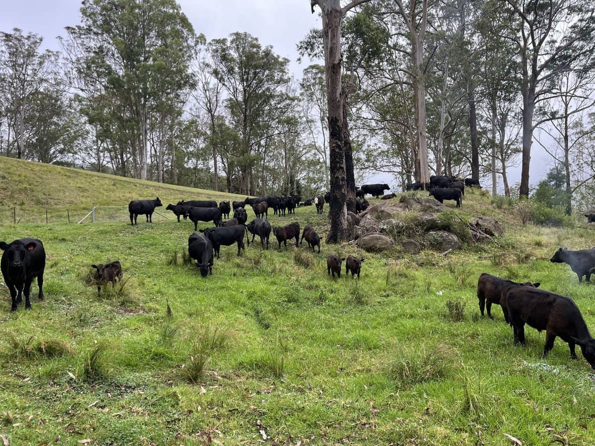 2319 Moss Vale Road, Kangaroo Valley - Thumbnail 32