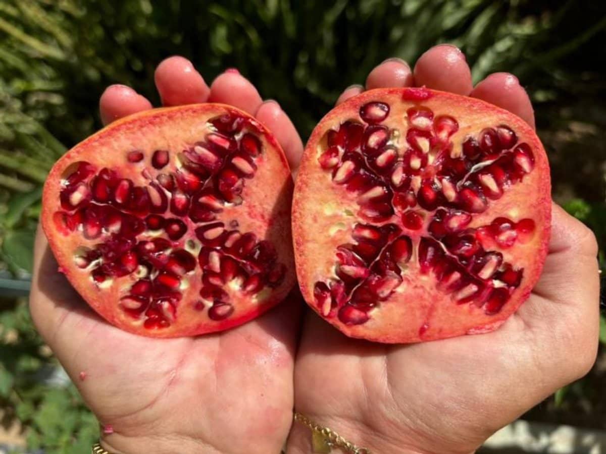 697 ingoldsby Road, Ingoldsby - Thumbnail 4