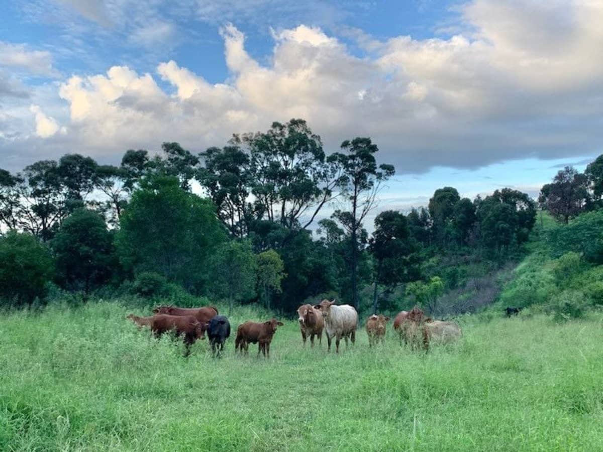 697 ingoldsby Road, Ingoldsby - Thumbnail 15