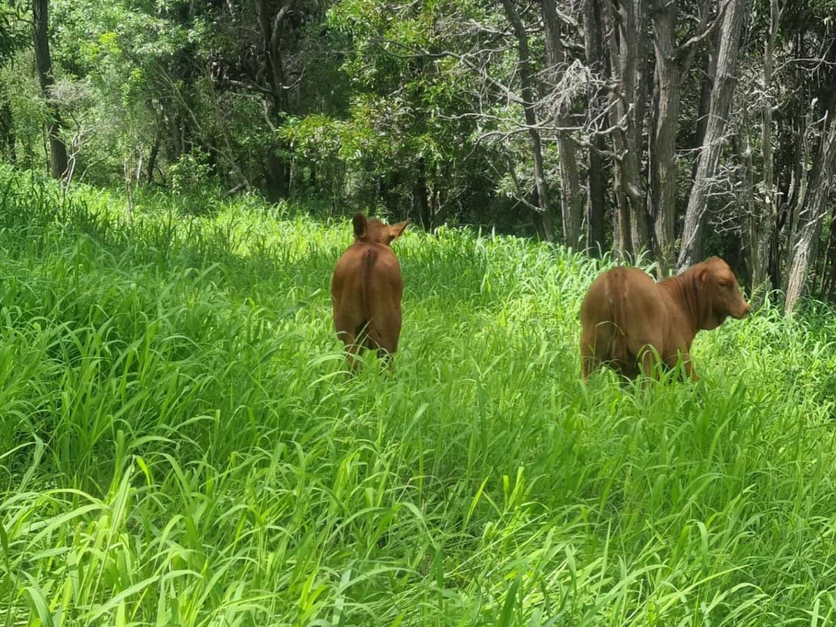 697 ingoldsby Road, Ingoldsby - Thumbnail 20