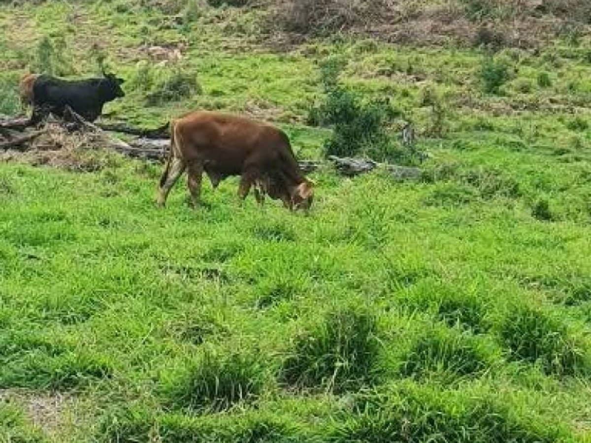 697 ingoldsby Road, Ingoldsby - Thumbnail 23