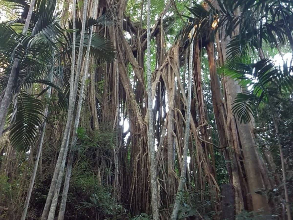 29 Railway Avenue, Cooktown - Thumbnail 7