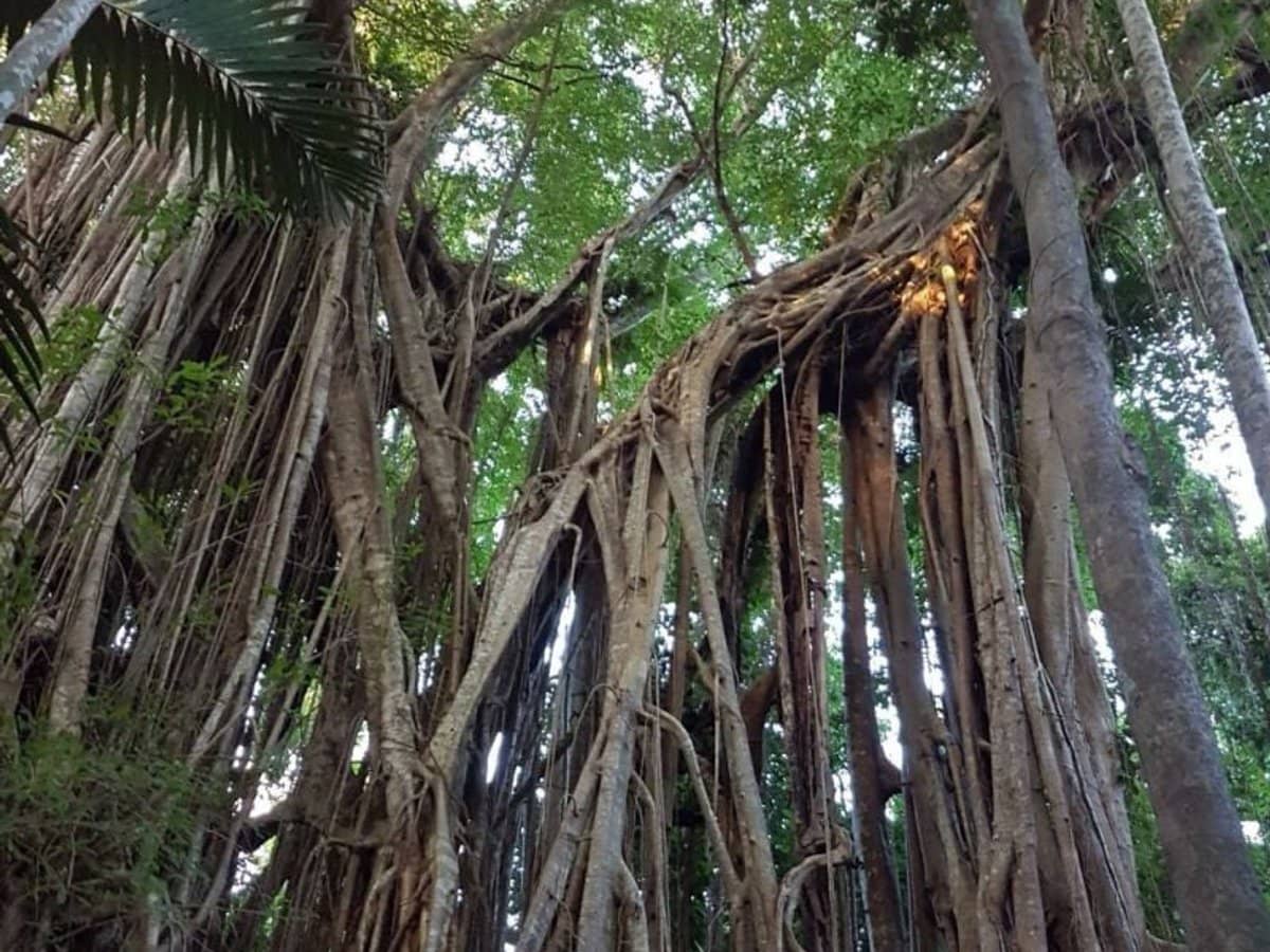 29 Railway Avenue, Cooktown - Thumbnail 8