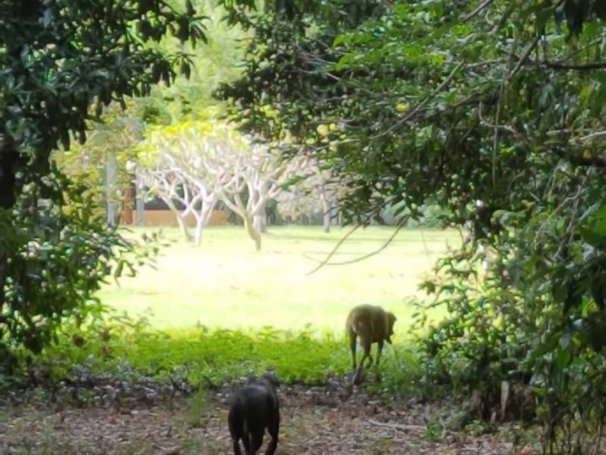 29 Railway Avenue, Cooktown - Thumbnail 9