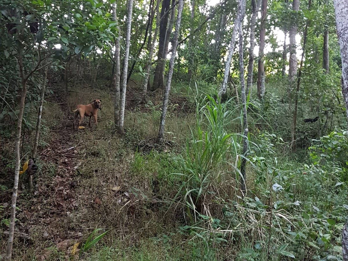 29 Railway Avenue, Cooktown - Thumbnail 19