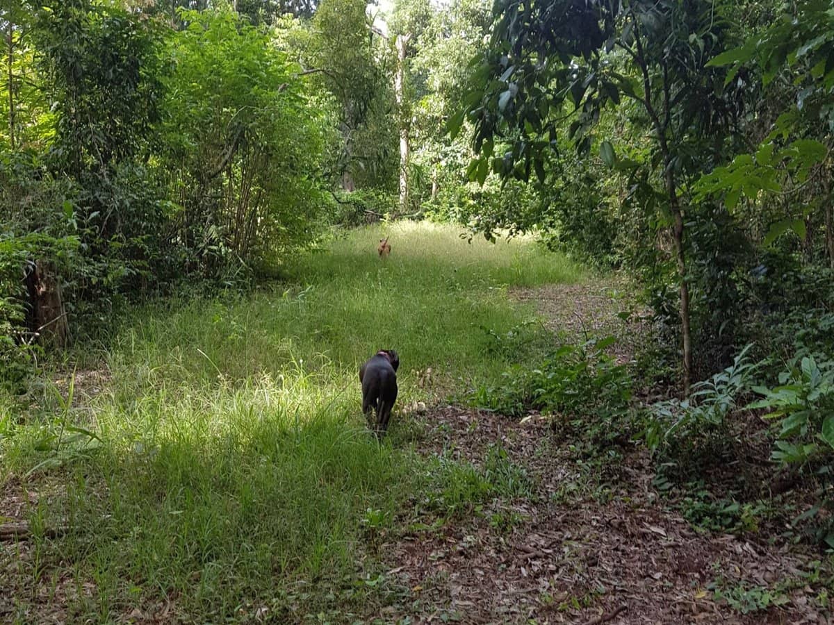 29 Railway Avenue, Cooktown - Thumbnail 21