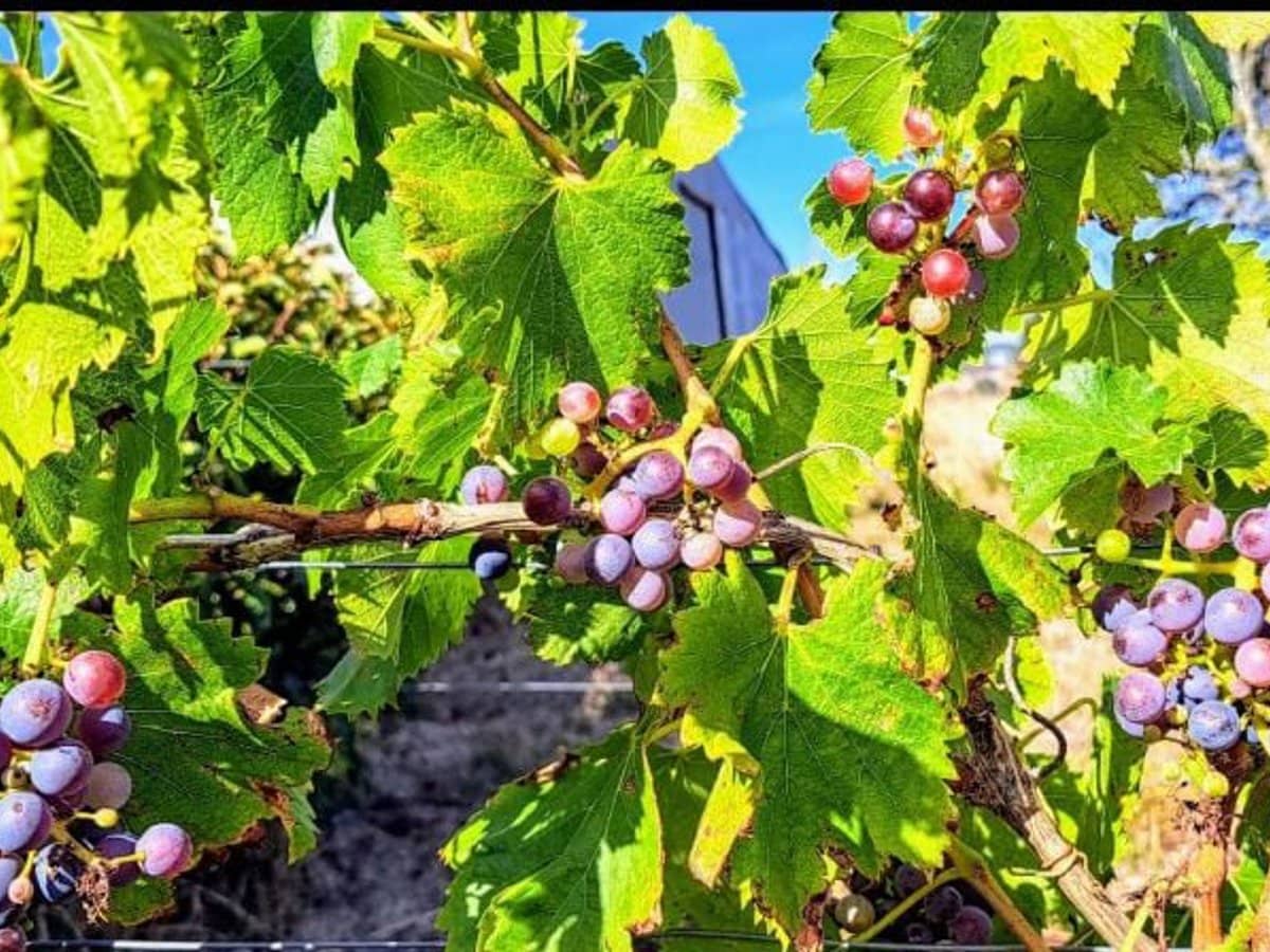 1219 BALLARAT DAYLESFORD Road, Dean - Thumbnail 28